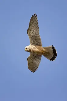 Hovering Prints: Kestrel - male - hovering - UK