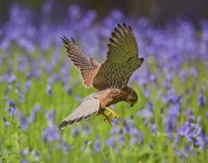 Images Dated 3rd May 2010: Kestrel - male hunting in bluebells