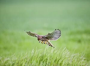 Images Dated 2nd May 2010: Kestrel - male hunting in long grass