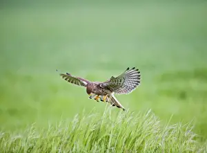 Kestrels Prints: Kestrel - male hunting in long grass - controlled conditions 10389