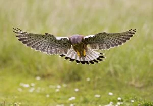 Kestrel - male hunting over meadow