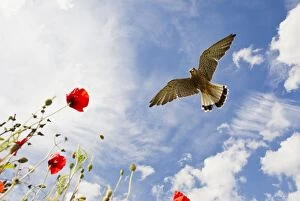 Images Dated 19th June 2012: Kestrel - Male landing in poppies