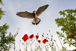 Images Dated 25th June 2012: Kestrel - Male landing in Poppies