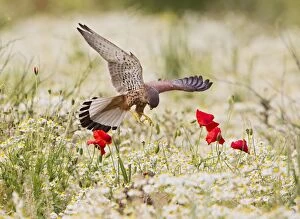 Kestrel - male landing on stump by spring flowers