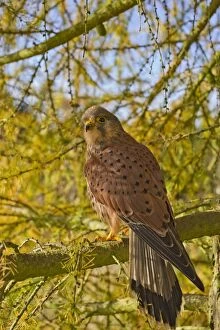 Images Dated 19th November 2010: Kestrel - male in larch tree in Autumn