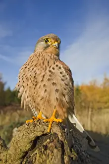 Kestrels Prints: Kestrel - male on log - controlled conditions 11664