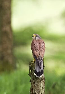 Images Dated 2nd June 2012: Kestrel - male on mossy stump