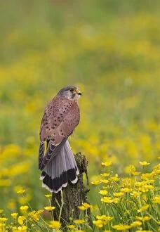 Images Dated 2nd June 2012: Kestrel - male on mossy stump in buttercup meadow