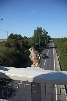 Motorway Prints: Kestrel - male on motorway bridge - Bedfordshire UK 008047