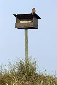 Kestrel - Male sitting on nesting box in sand dunes