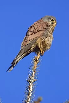 Images Dated 14th January 2006: Kestrel - Male sitting on tree top Lower Saxony, Germany