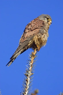 Images Dated 14th January 2006: Kestrel - Male sitting on tree top Lower Saxony, Germany