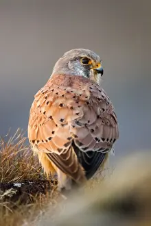 Kestrels Prints: Kestrel - male - UK