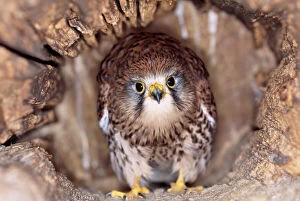 KESTREL - at nest, head on, both eyes visible