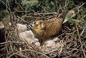 Images Dated 18th January 2011: Kestrel - at nest with young