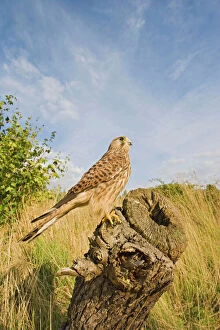 Images Dated 15th August 2008: Kestrel - perched on stump Bedfordshire UK 005920
