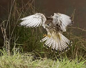 Kestrel - pouncing on prey