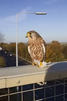Motorway Prints: Kestrel - with prey on motorway bridge - controlled conditions 11686