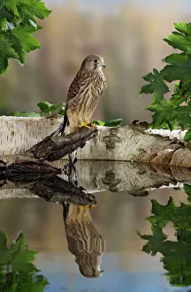 Raptors Collection: Kestrel - with reflection Bedfordshire UK 006265