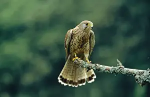 Kestrel RJCB 839 Falco tinnunculus © R. J. C. Blewitt / ardea. com