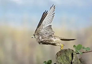 Gates Prints: Kestrel - takes off from gate post Bedfordshire uk