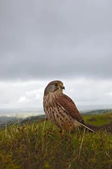 Images Dated 10th October 2009: Kestrel - young male on hillside 8387
