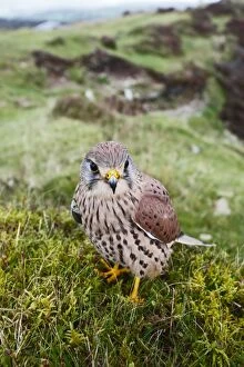 Images Dated 10th October 2009: Kestrel - young male on hillside 8388