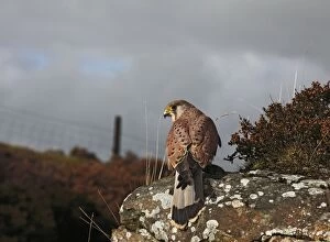 Images Dated 10th October 2009: Kestrel - young male on moorland rock 8418