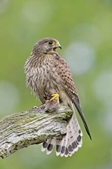 Images Dated 3rd May 2009: Kestrel - young male with prey