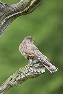 Images Dated 3rd May 2009: Kestrel - young male with prey