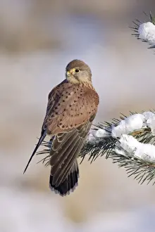 Kestrel - young male on snowy fir branch - Bedfordshire UK 008190