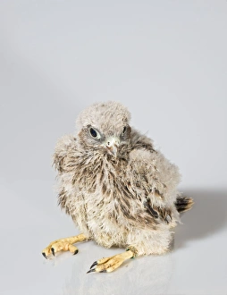 Images Dated 1st June 2008: Kestrel - Youngster on white background 005676