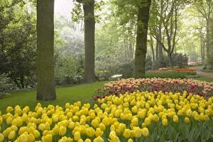 Images Dated 17th October 2007: Keukenhof Gardens in Spring Tulip Beds and Other Spring Flowers Netherlands PL001562