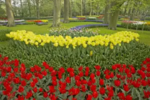 Keukenhof Gardens in Spring Tulip Beds and Other Spring Flowers Netherlands PL001502
