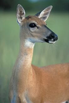 Key Deer - the smallest and palest of the eastern deer