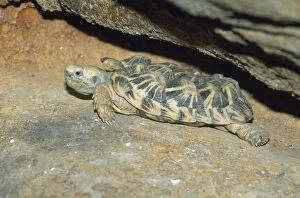 KF-11741 Pancake TORTOISE - A small flat turtle that takes refuge under rocks