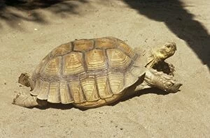 KF-1296 African Spurred Tortoise