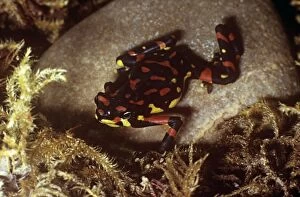 KF-3819 Veragoa Stubfoot Toad - on stone, Also known as Harlequin frog