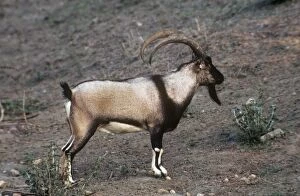 KF-7209 Wild Goat - male Cretan Wild Goat
