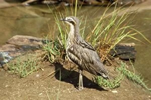 KF-7935 Southern Stone Curlew