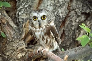 KFO-119 Northern Saw-whet Owl - sits on branch