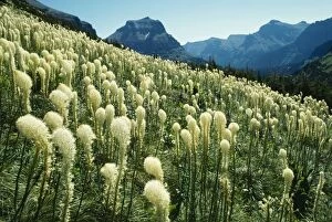 KFO-487 BEARGRASS - growing at timber-line in mountains