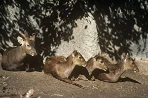 KFO-518 Bawean / Kuhls Deer - male (left) and female deer resting