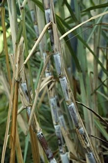 KFO-598 Sugar Cane - stalks