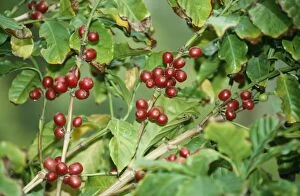 KFO-616 Coffee Plant - with berries getting ripe. Originally from Arabia