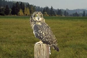 KFO-871 Short-eared Owl - at evening