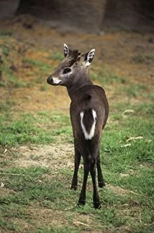 KFO-955 Tufted Deer - stands on grassed area