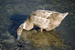 Khaki Cambell Duck - domestic