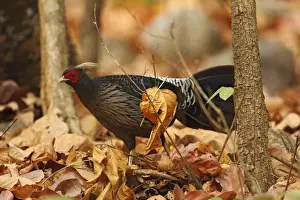 Pheasants Prints: Khaleej Pheasant - Corbett National Park, India