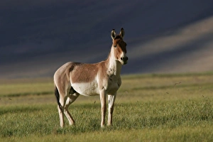 Images Dated 25th August 2005: Kiang / Tibetan Wild Ass - battle-scared male during the rut